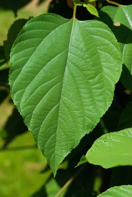 Hovenia dulcis - dužistopka sladká - list léto